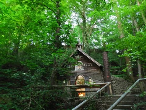 Deep Forest Calm Scene 库存照片