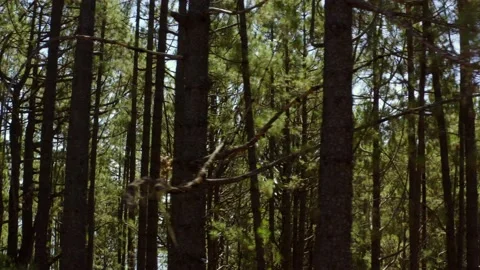 Deep forest. Canary pine trees passing by. Pine trees close view. 4 Stock Footage 196729252