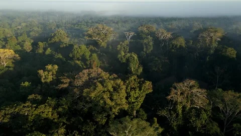 Deep Forest Canopy Drone Tambopata Peru Stock Footage 332747345