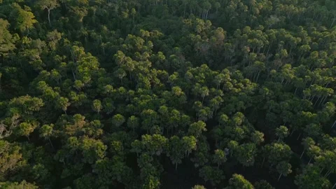 Deep Forest Canopy Drone Tambopata Peru Stock Footage 332747383