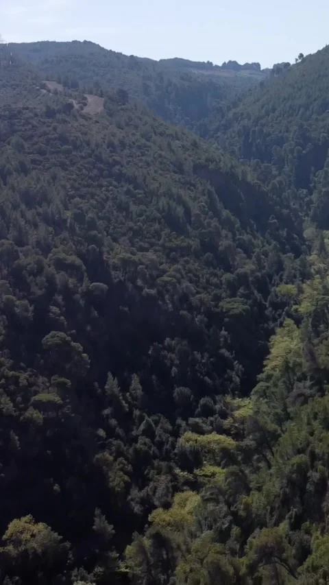 Deep Forest Canyon Between High Mountains Covered With Dense Trees Видео 343992565