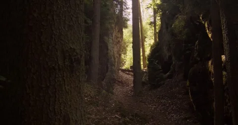 Deep Forest Canyon Path In Bohemian Paradise Czech Republic Vídeo Stock 345102206