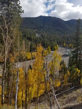 A deep forest with cloud Foto stock