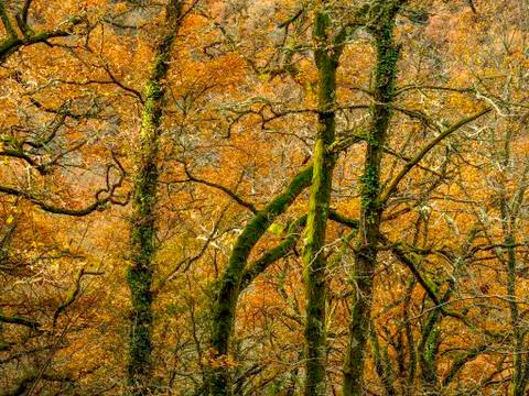 Deep forest colors Stock Photos