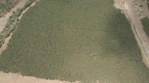 Deep forest cover in slopes of Mount Kilimanjaro kenya. Climate change Stock Footage 163193142