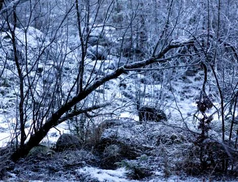 Deep forest covered by ice Stock Photos