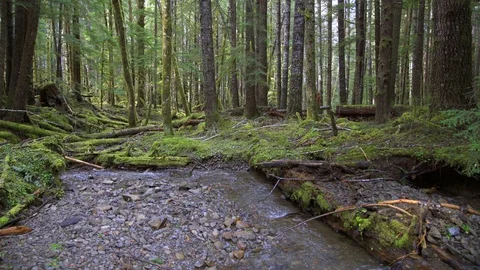 Deep in the forest creek - 3 shots, same location Stock Footage 87306406