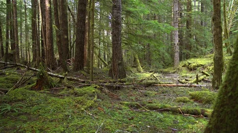 Deep in the forest creek Stock Footage 87306132