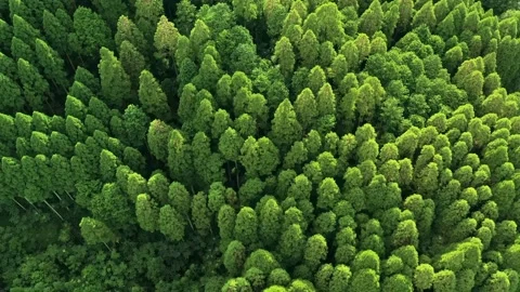 Deep forest directly above view. Stock Footage 137880665