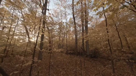 Deep Forest Exploration Flight in Autumn Stock Footage 219896627
