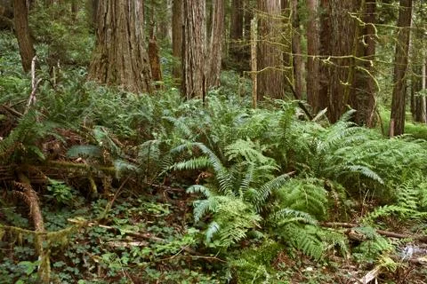 Deep forest with ferns around Stock Photos