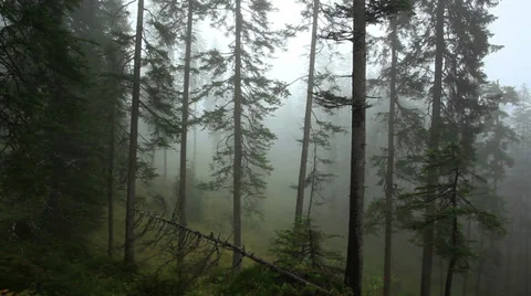 Deep forest in fog 스톡 동영상 29974928