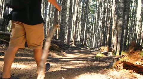 Into the Deep Forest Stock Footage 12027660