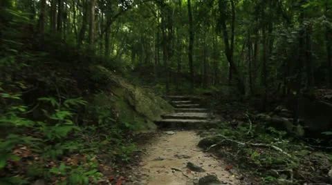 Deep Forest Video stock 21841642