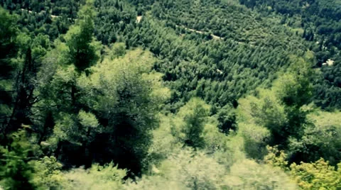 Deep forest. 動画素材 22633240