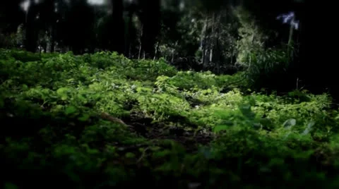 Deep forest Stock Footage 25042605