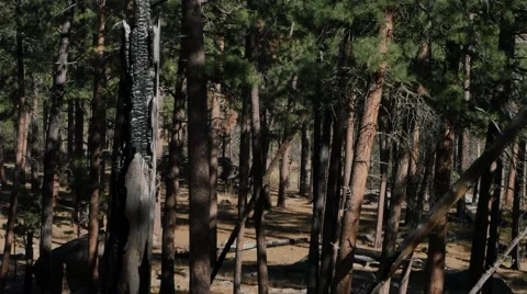 Deep in forest Stock Footage 48482897