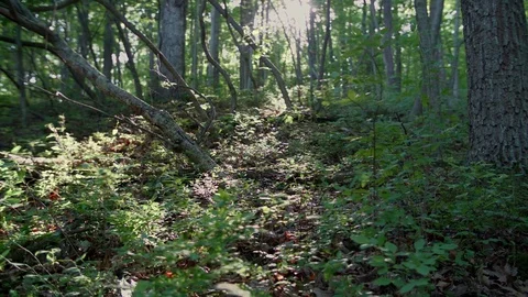 Deep Forest Stock Footage