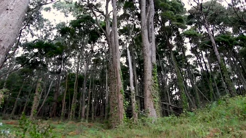 DEEP FOREST WITH GREEN TREES Stock Footage 94231649