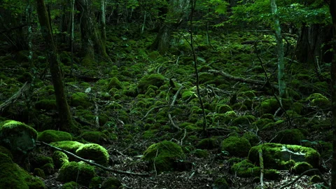 Deep in the forest. green world Stock Footage 244766537