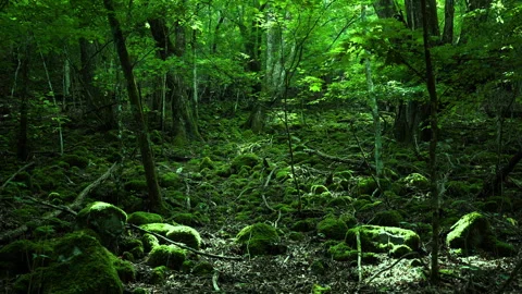 Deep in the forest. green world Stock Footage 244767482