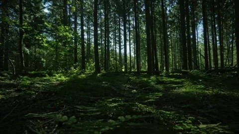 Deep forest greens, cinematic forest floor, lush nature scene Stock Footage 310416160