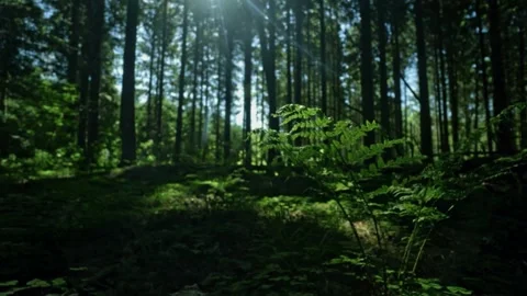 Deep forest greens, cinematic forest floor, lush nature scene Stock Footage 310493860