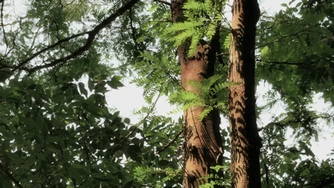 Deep Forest Immersion: Soothing Nature Views &amp; Relaxing Tree Foliage Ambience Stock Footage 337573770