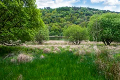 Deep Forest, Ireland Stock Photos