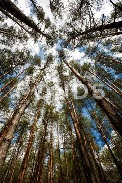 In the deep forest. looking up, shot with fisheye lens Stock Photos