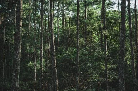 Deep forest with many pine trees In nature that is abundant Stock Photos