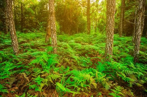Deep forest with many pine trees And the fern tree in abundant nature Stock Photos