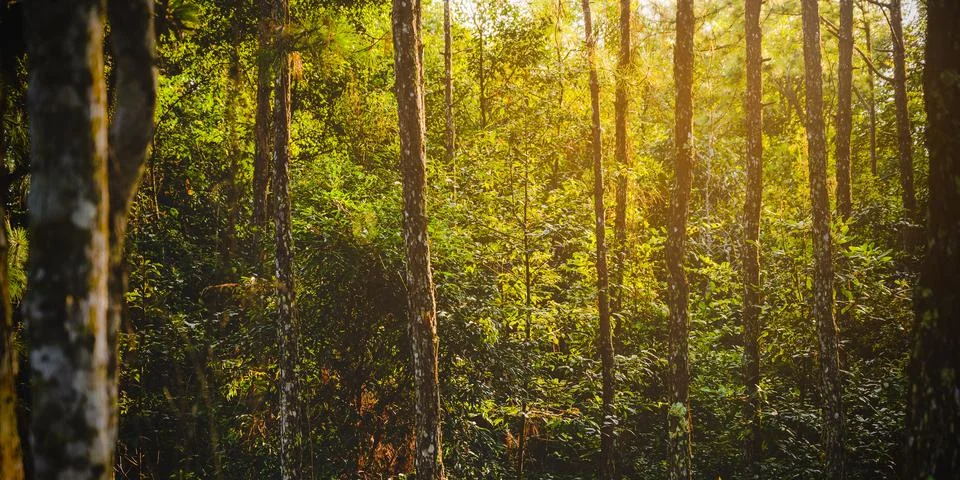 Deep forest with many pine trees In nature that is abundant Stock Photos