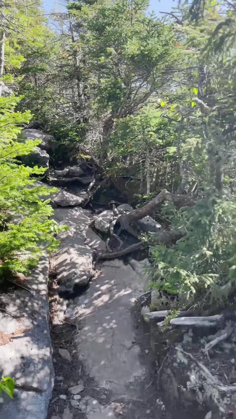 Deep Forest with Mountain Trees Stock Footage 251040619