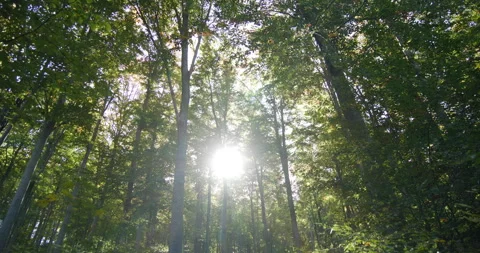 Deep Forest with old trees 스톡 동영상 257475639