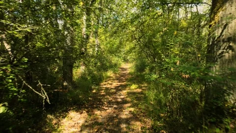Deep forest, overgrown, and dark with dappled sunlight Видео 344994638