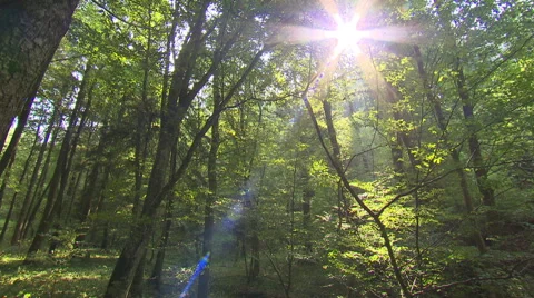 In the deep forest Pan shot with sun backlight and flares Stock Footage 59318476