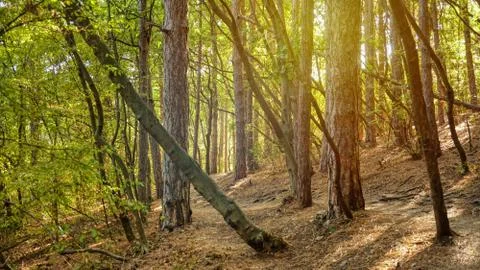 Deep forest path Stock Photos