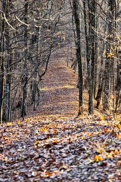Deep forest path in winter dry winter season Stock Photos