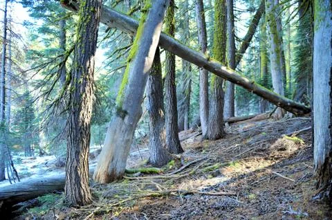 Deep in the forest Stock Photos