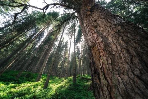 Deep forest Stock Photos