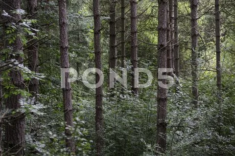 Deep in the forest Stock Photos