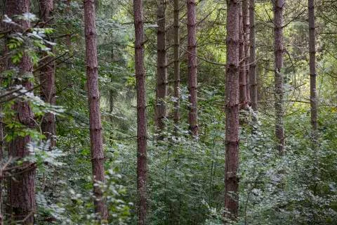 Deep in the forest Stock Photos