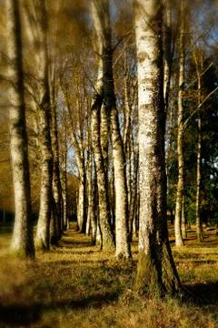 Deep forest Stock Photos