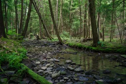 Deep in the forest Stock Photos
