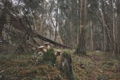 Deep Forest Stock-Fotos