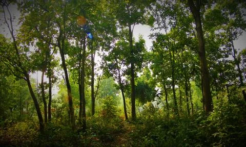 The deep forest Stock Photos