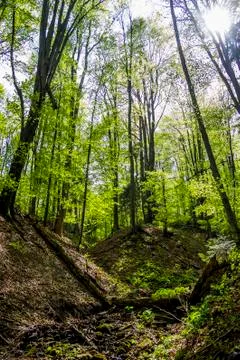 A deep forest Stock Photos