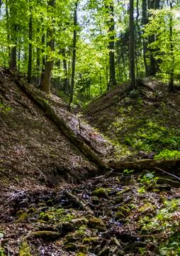 A deep forest Stock Photos