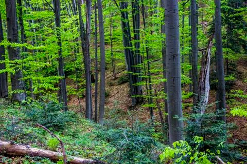 A deep forest Stock Photos